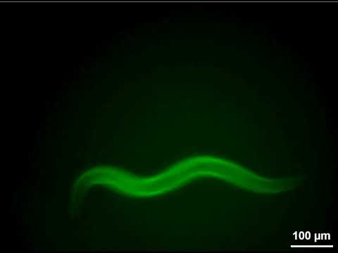 Moving C. elegans with a fluorescence jacket