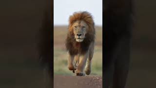 Lion Attitude shayari status Shayari status Attitude shayari #youtubeshorts#viral#shayari#shorts