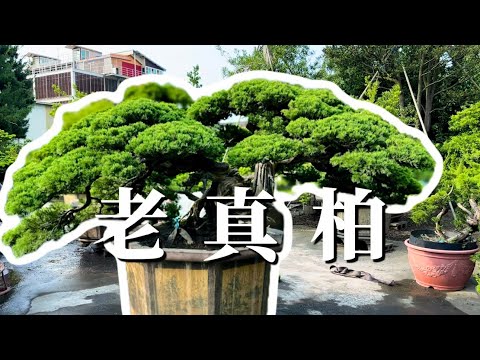 ｜老真柏博物館｜一生值得收藏一棵#台灣銘園 #台灣銘園園藝事業有限公司 #景觀設計