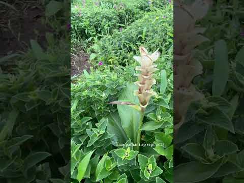 Kaas Pathar known for seasonal wild flowers bloom in the months of August and September.