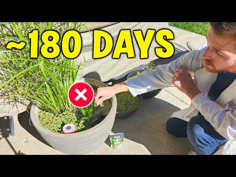 Not Feeding My Fish For 180 Days - WHY It's Important!