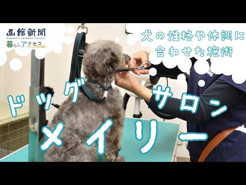 【函館　オープン】「ドッグサロン　メイリー」犬の性格や体調に合わせた施術