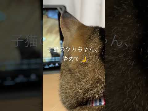 大きな子猫のツカちゃん、YouTube見て、ディレクターズチェック。♯はいよろこんで♯こっちのけんと