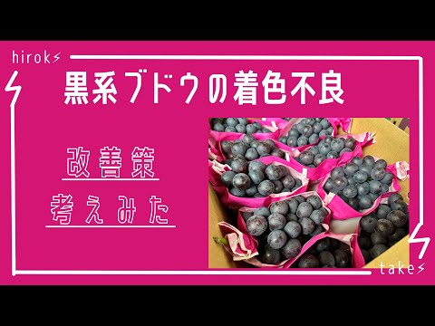 黒系ブドウの着色不良問題！改善策考えてみた