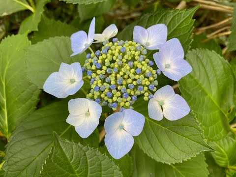 Hidden Japan  95    　川沿いの紫陽花      　Hydrangea in Japan