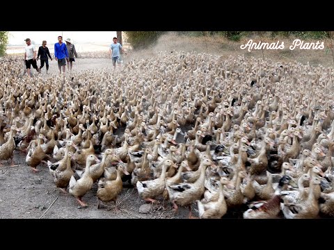 The duck | Duck |  The huge flock of ducks ran down the train to board the car.Animals Plants