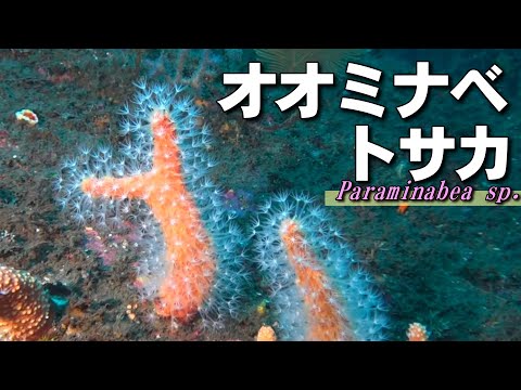 Red Hattifatteners on the sea floor / Paraminabea sp.