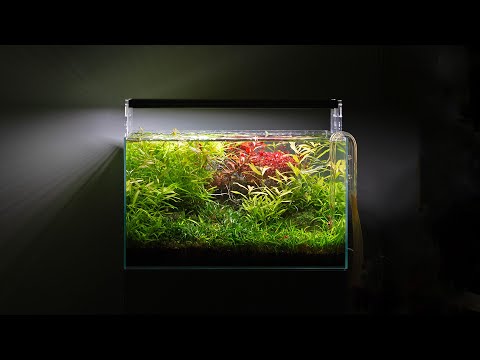 Aquascape Maintenance Masterclass - Jungle is Massive  (4K)