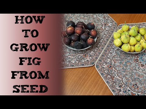 How To Grow Fig From Seed 无花果树怎样用种子种 घर पर ही उगाएँ अंजीर का पौधा cultivar higos de semillas