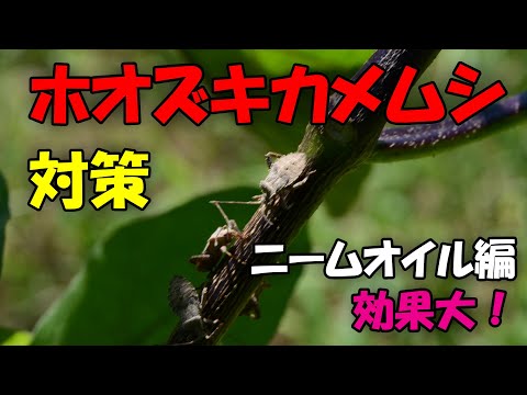 【ホオズキカメムシ】ホオズキカメムシ対策　ニームオイル編