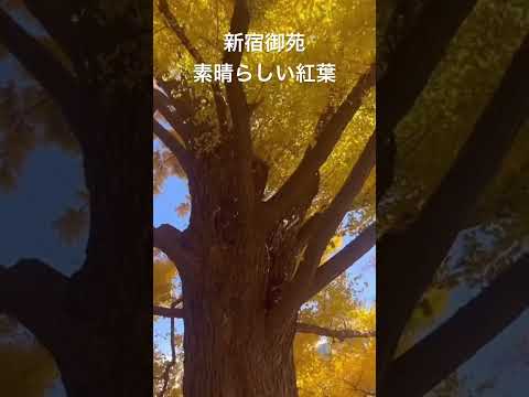 【新宿御苑】素晴らしい紅葉。とても立派なイチョウ感動しました。#shorts