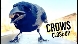 Up Close With Crows (Story 5)