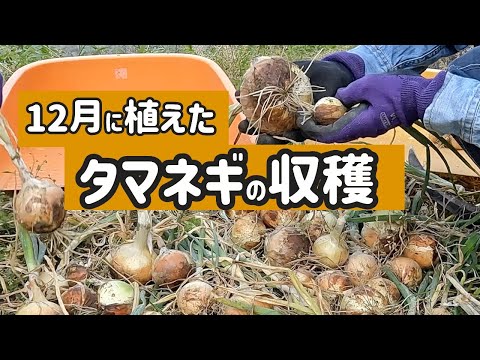 12月に植えたタマネギを何とか収穫