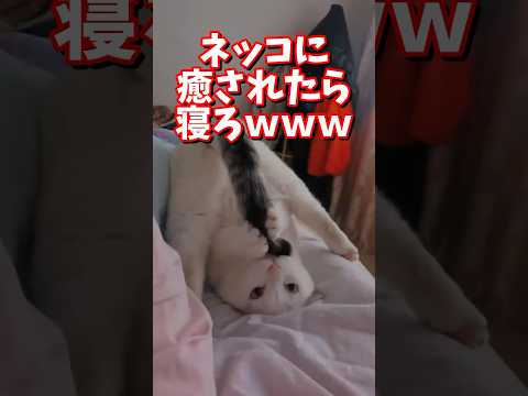 ネッコの動画で癒されたら寝ろｗｗｗ　#2ch #2ch動物スレ #2ch面白いスレ #動物 #犬 #猫 #癒やし #ねこ