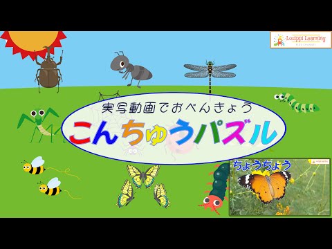 こんちゅう パズル ＆ 実写動画 12種1  フラッシュカード 動画  昆虫 を日本語で覚えよう Insect Flashcard video