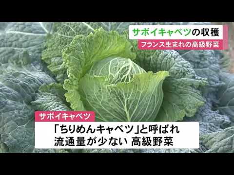 フランス原産の高級野菜『サボイキャベツ』の収穫が最盛期 2024年から17人の農家が栽培に取り組む 愛知県尾張旭市