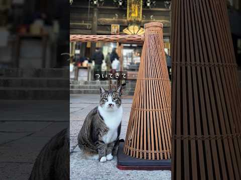 【京の冬の旅公式】ずきんをかぶったお薬師さまと猫たちが見守る街中のお寺 #京都 #京の冬の旅