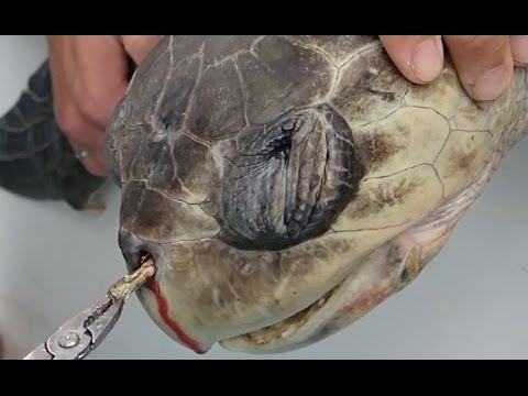 The Sea Turtle with a Straw in its Nostril - No To Single Use Plastics [Short Version]