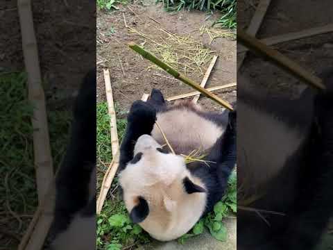 パンダの歯はいいですね😂How strong panda’s teeth are