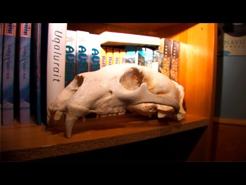 In the Auyuittuq National Park office, "The land that never melts"