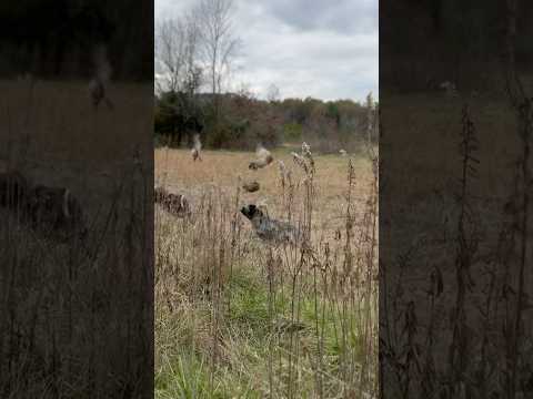 When German wirehaired pointers behave badly ⚡️🔌🌩️ #germanwirehairedpointer