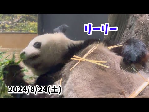 【寝ながら竹を探すリーリー🐼🎋】〜2024/8/24(土)上野動物園〜