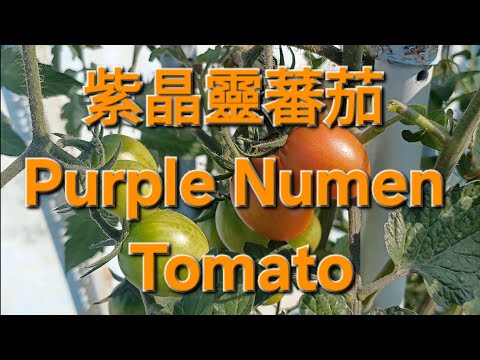 紫晶靈蕃茄 Purple Numen Tomato