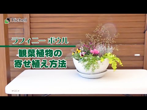 【生産終了】ラフィニーボウル｜ 秋苗の寄せ植え方法 【リッチェル公式 園芸用品】