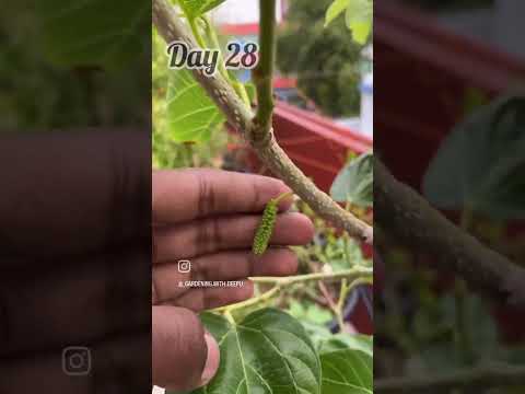 white mulberry plant after a prune