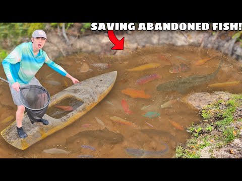 Saving ABANDONED Aquarium Fish From FLOODED MUD POND!