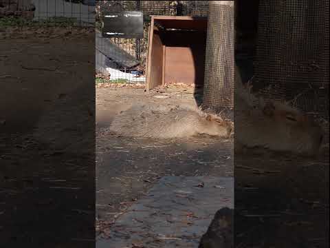 落ち葉まみれでお昼寝 (埼玉県こども動物自然公園) #shorts #capybara