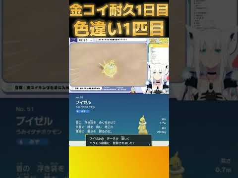 【金コイ耐久】金コイの旅1日目☆色違い1匹目！金色のブイゼルGet！(#フブキCh/#すこだワ/#白上フブキ/ポケットモンスター/スカーレット・バイオレット/) #Shorts