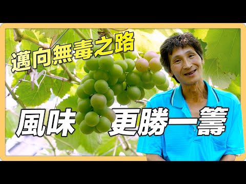 【彰化 大村】自動化微生物菌噴灑系統 賴振武種出風味100的無毒葡萄｜用心的產業｜421｜#美麗心台灣