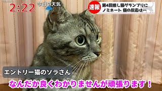 推し猫グランプリにノミネートされました。