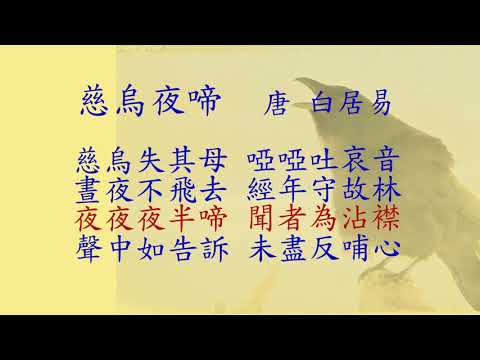 詩詞欣賞  慈烏夜啼 (唐 白居易)