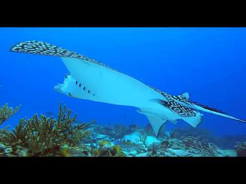 DIVING HIGHLIGHTS FROM COZUMEL, MEXICO 2022 4K 2nd edition