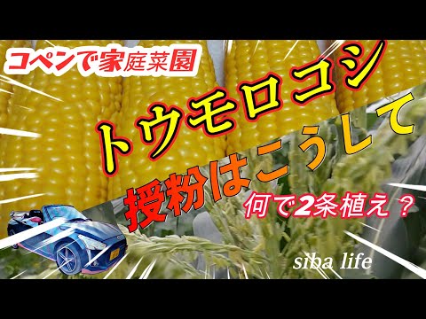 【トウモロコシ授粉は、こうして】何で2条植え、甘くて美味しい【ゴールドラッシュ】の 育て方 家庭菜園、2024.6.22 la400k siba ライフ #とうもろこし #家庭菜園 #栽培 a