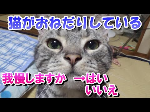 おねだりしてくる猫と耐える飼い主（アメリカンショートヘア）