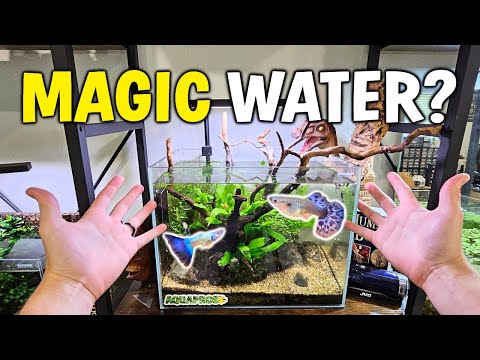 How To Make Magic Guppy Water - "Natural" vs DIY