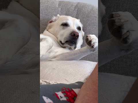 Dog still thinks he is a person!! #dog #naps #animal #labrador #labradorretriever #stretching #relax