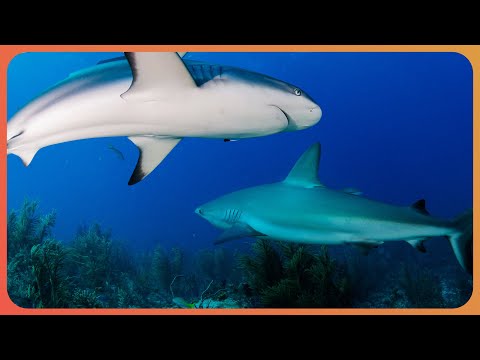 2 Hours Of Shark Facts!!!