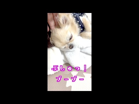 こちょこちょするとぶーぶー🐷言って甘えるチワワ🐶 #Shorts #chihuahua  #vice