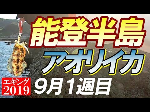 【エギング】2019年9月1週目。能登半島,外浦にてアオリイカの釣果は！？