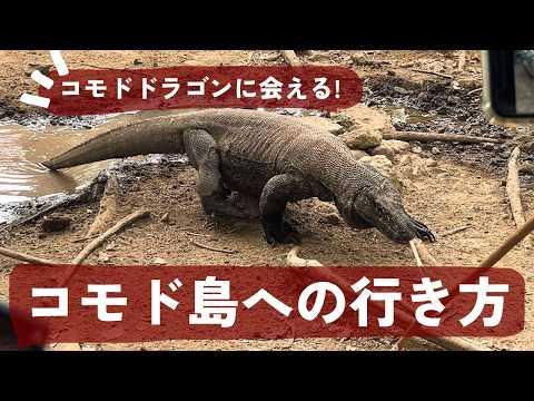 夢のコモド島へ安く行く方法🦖費用｜ホテル｜ツアーと危険性