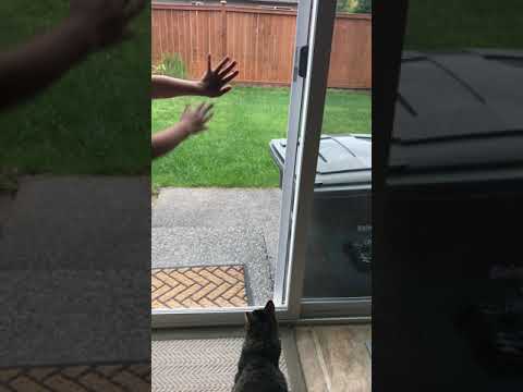 My Cat and Kid Jump at Window #shorts #cat #kid