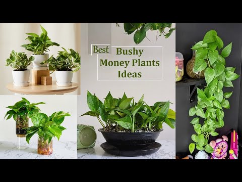 Easy Tips to Make Bushy Money Plants | How to Grow Money Plant Bushy | Money Plant Idea//GREEN DECOR