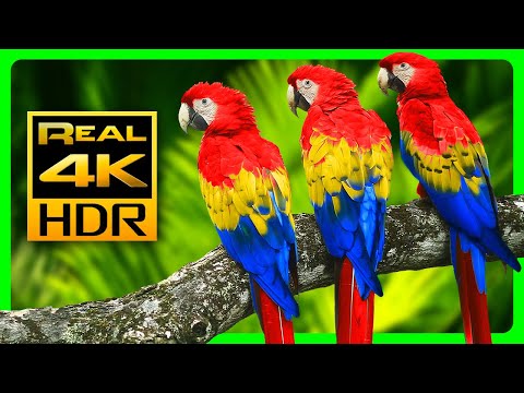 The Most Colorful Macaw Parrots in 4K HDR - Relax with Nature Sounds