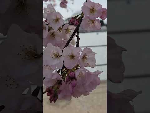 Witnessing the 2023 Cherry Blossoms: Spectacular and Gorgeous!? #youtube #spring #amazing