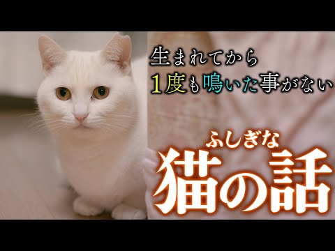 【不思議な話】飼ってから一度も鳴かない猫。不安になり監視カメラをつけたら、そこに映っていたものとは…。【朗読】