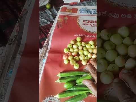 Today's Harvest from the terrace garden